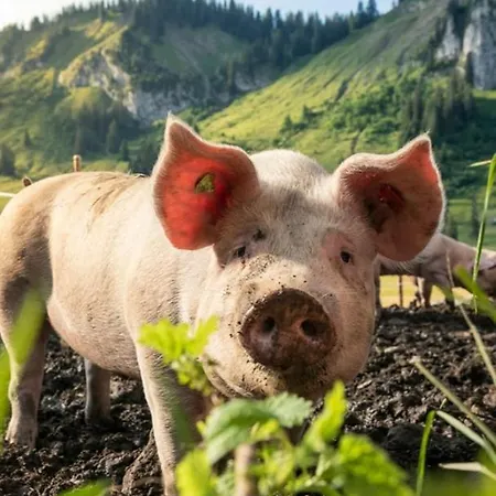 Haus Wildschütz Apartment *