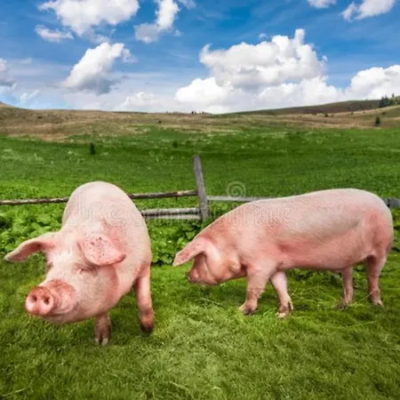 Haus Wildschütz * Hippach