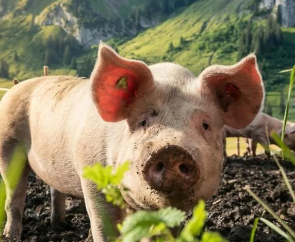 Haus Wildschuetz Διαμέρισμα *