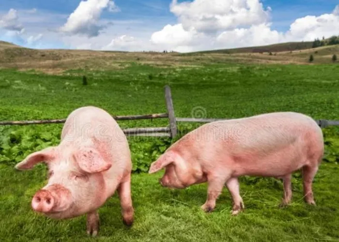 Haus Wildschuetz * Hippach